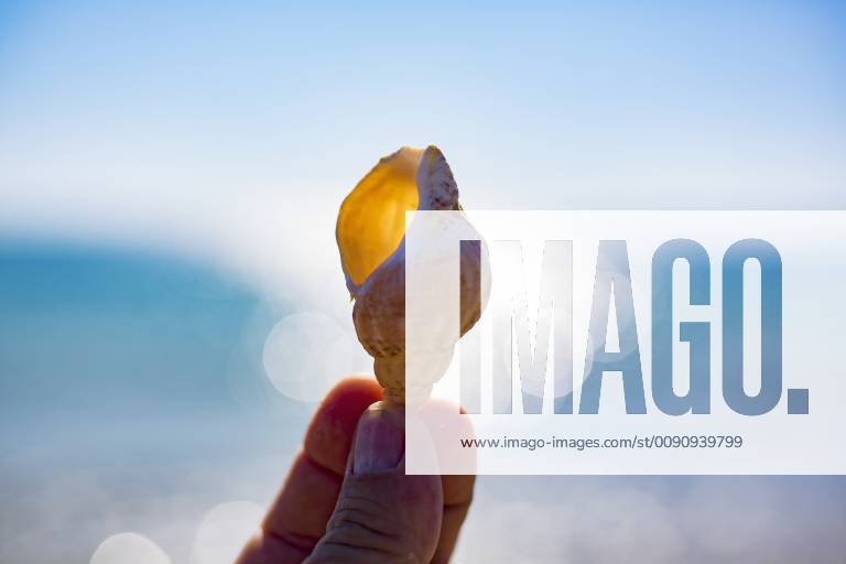 Fingertips holding shell, close-up model released Symbolfoto JATF01126