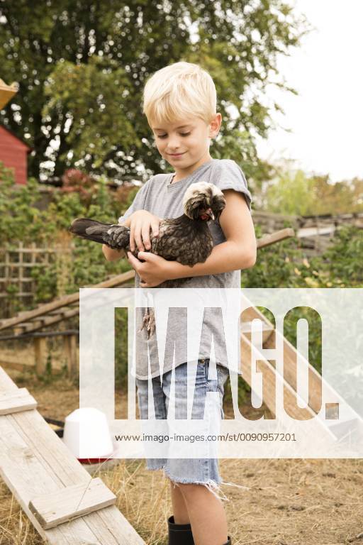 Boy holding Polish chicken at chickenhouse in garden model released Symbolfoto property released MFRF01261