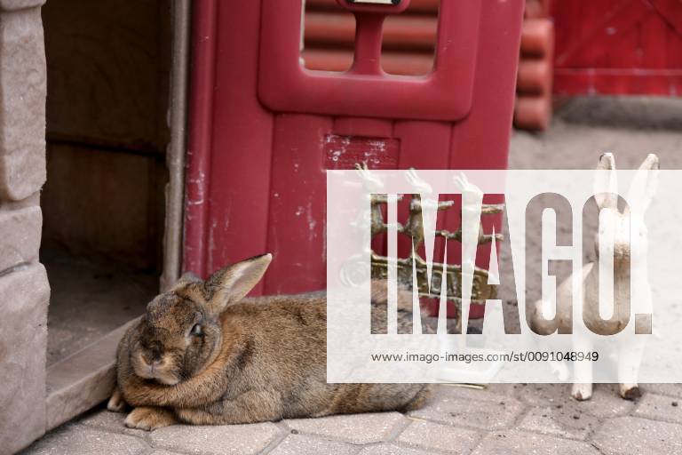 Palm Harbor, Florida, U.S. - DOUGLAS R. CLIFFORD Times. Mr. Brown is among four rabbits and one guinea pig which reside at the home of Pinellas County Sheriff Bob Gualtieri home in Palm Harbor. Palm Harbor U.S. - ZUMAs70_ 20190331_zan_s70_041