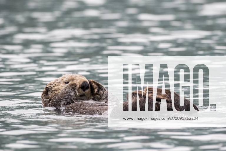 Seeotter (Enhydra lutris) schwimmt am Rücken, Seward, Alaska, USA, Nordamerika