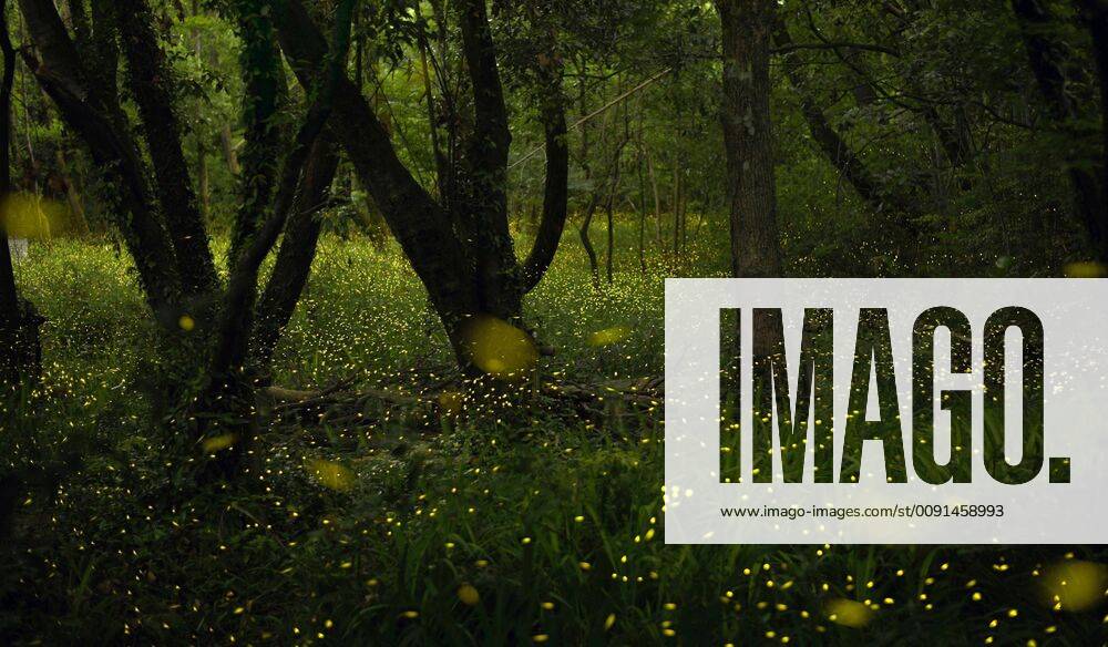 Fireflies in Osaka The blinking lights of fireflies are captured in this composite image that combines 67 photos taken every 30 seconds on the night of May 21, 2019, in a woodland area in Suita, Osaka Prefecture.