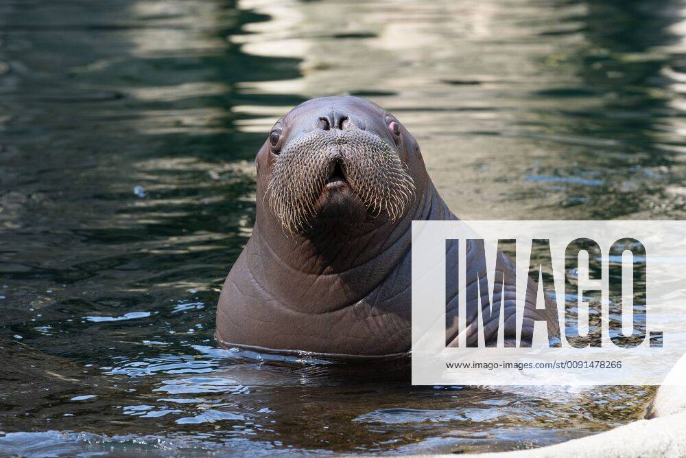Hallo Wasser da bin ich! - Erste offizielle Schwimmstunde - 80 Kilogramm schwerer Hamburger Baby - Schnauzbartträger taucht zum ersten Mal auf - Begleitet wird Walrossbaby von der 23-jährigen Mutter Polosa - Hagenbecks Tierpark Hamburg Walross Hagenbeck - Tierpfleger Dirk Stutzki -;Hallo Wasser da bin ich! - Erste offizielle Schwimmstunde - 80 Kilogramm schwerer Hamburger Baby - Schnauzbartträger taucht zum ersten Mal auf - Begleitet wird Walrossbaby von der 23-jährigen Mutter Polosa - Hagenbecks Tierpark Hamburg Walross Hagen, Hamburg Hamburg Deutschland Hagenbecks Tierpark