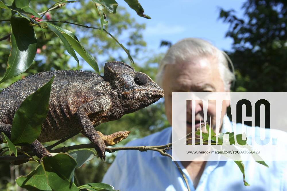 IMAGO ICONS: Sir David Attenborough PRESENTER Sir David Attenborough observing a male Oustalet’s chameleon (Furcifer oustaleti) the largest chameleon in the world, Montagne D’Ambre, Madagascar, on location for filming of BBC NHU series Life in Cold Blood 2006. 1292913 MilesxBarton