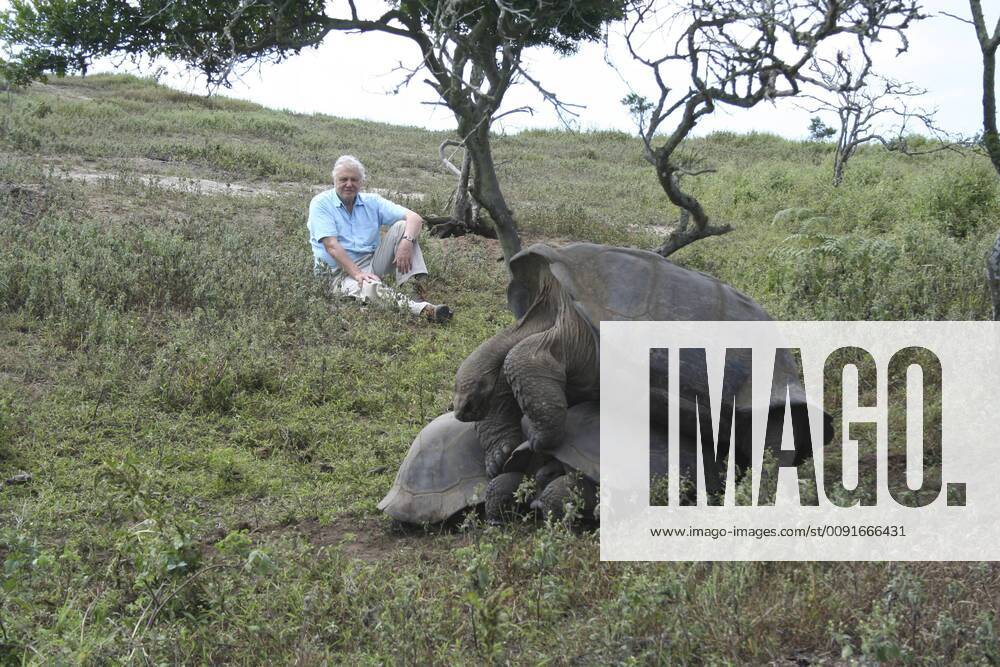 IMAGO ICONS: Sir David Attenborough PRESENTER Sir David Attenborough observing Galapagos Giant tortoises (Geochelone nigra) mating in the shade of a tree, midday, Alcedo Crater, Isabela Is, Galapagos, May 2006, on location for filming for BBC NHU series Life in Cold Blood 1292914 MilesxBarton