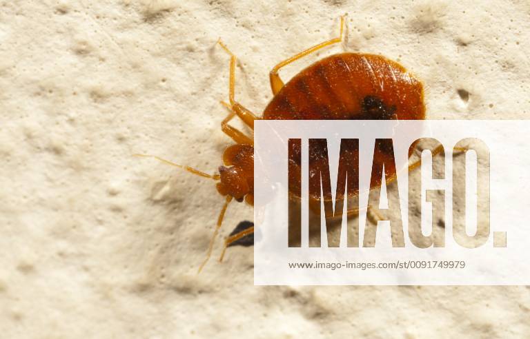 CIMEX LECTULARIUS Bed bug (Cimex lectularius) in human dwelling, Austin, Texas, USA 1362317 JohnxAbbott