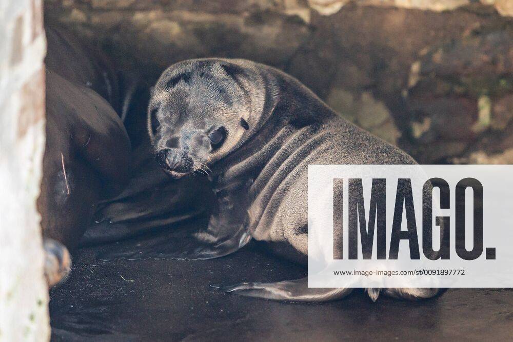 Seelöwen Nachwuchs im Kölner Zoo Lucy ist der erste Nachwuchs seit 2015 bei den Kalifornischen Seelöwen. Erstmalig wurde die neunjährige Lina Mutter. Köln Kölner Zoo NRW Deutschland