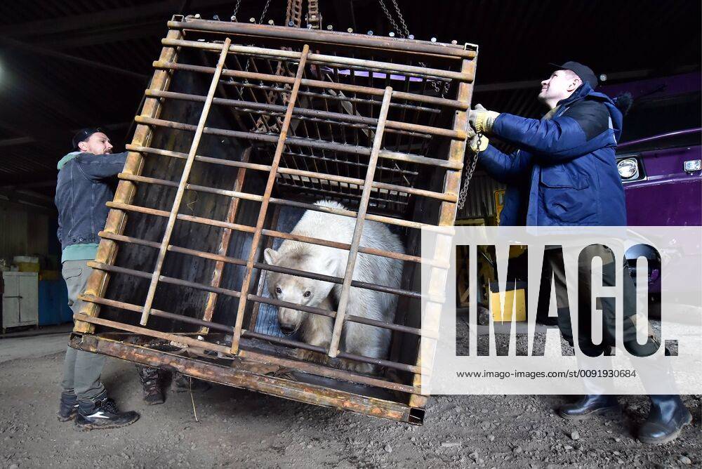Zoologists of the Royev Ruchei Zoo and local experts have caught a polar bear coming from the Kara Sea. Now kept at a local rescue centre, the polar bear listed in the Red Book has wandered into the Norilsk industrial area for the first time in 40 years. Denis Kozhevnikov TASS TS0B02C5