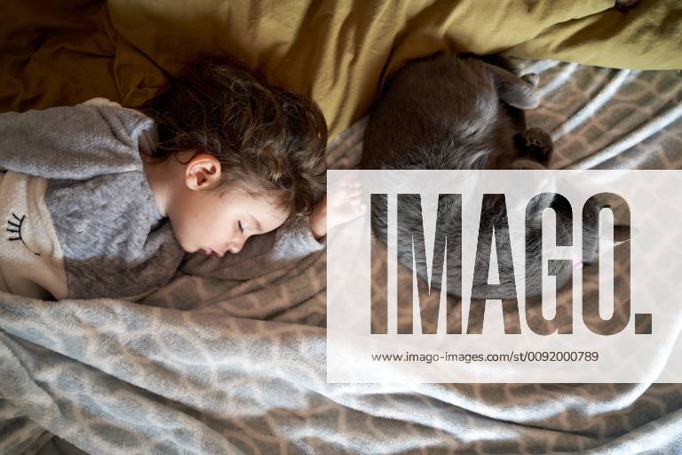 Toddler girl and gray cat sleeping on bed, top view model released Symbolfoto property released GEMF02916