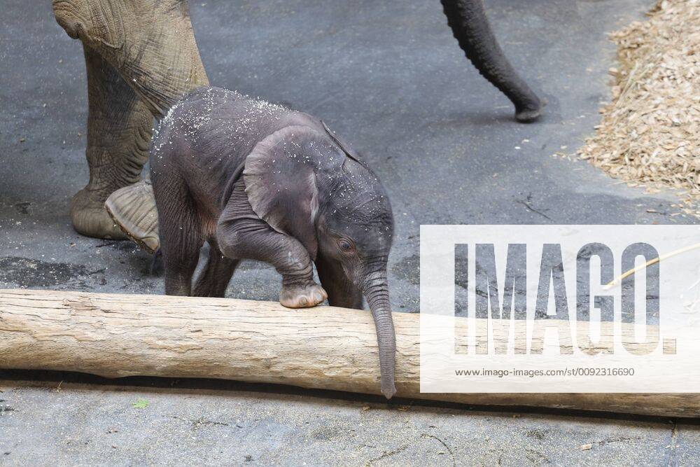 Elefantenbaby in Wien Wien, Tiergarten Schönbrunn, 18. 07. 2019 Das 5 Tage alte Elefantenbaby ( Girl) mach die ersten Erfahrungen, das Baby hat noch keine Namen, die Mutter ist die 27 Jahre alte Numbi Elefanten Baby , Elefantenbaby