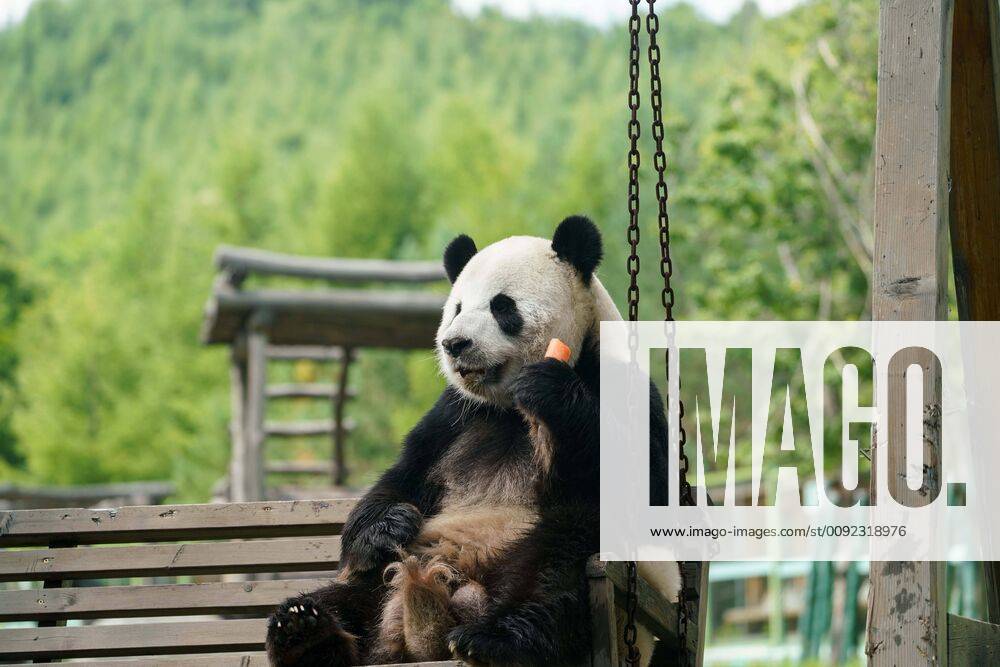 (190718) -- SHANGZHI, July 18, 2019 -- Giant panda Youyou eats at Giant Panda House in the ski resort of Yabuli in northeast China s Heilongjiang Province, July 18, 2019. Giant pandas Sijia and Youyou came from Sichuan Province to Yabuli in July 2016, and now they have adapted well to the local climate. ) CHINA-HEILONGJIANG-GIANT PANDAS (CN) WangxSong