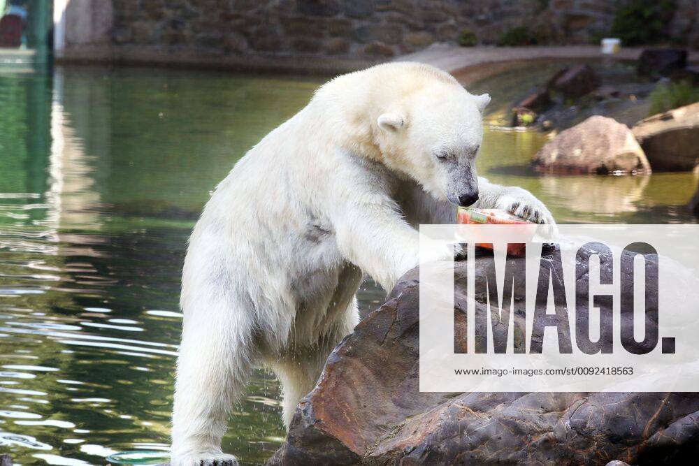 KW30 The following text was translated automatically The Netherlands, Rhenen, July 24, 2019 Because the temperatures rise to around 40 degrees, the animals in Ouwehands zoo receive ice for cooling. Here a polar bear with meat and fruits in ice. Photo: Stijn Rademaker HH