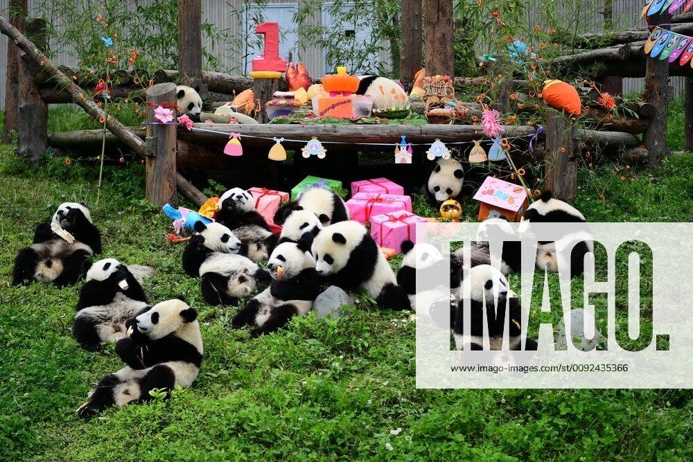 (190725) -- WOLONG, July 25, 2019 -- Photo taken on July 25, 2019 shows giant pandas at the Giant Panda Kindergarten in the Shenshuping base of China Conservation and Research Center for Giant Pandas in Wolong, southwest China s Sichuan Province. Eighteen giant panda cubs born in 2018 had a birthday party Thursday in Shenshuping base. All of the 18 cubs are to turn one year old between June to September. Most of them were born in the Shenshuping base under the China Conservation and Research Center for the Giant Panda. CHINA-SICHUAN-GIANT PANDA-BIRTHDAY PARTY (CN) XuexYubin