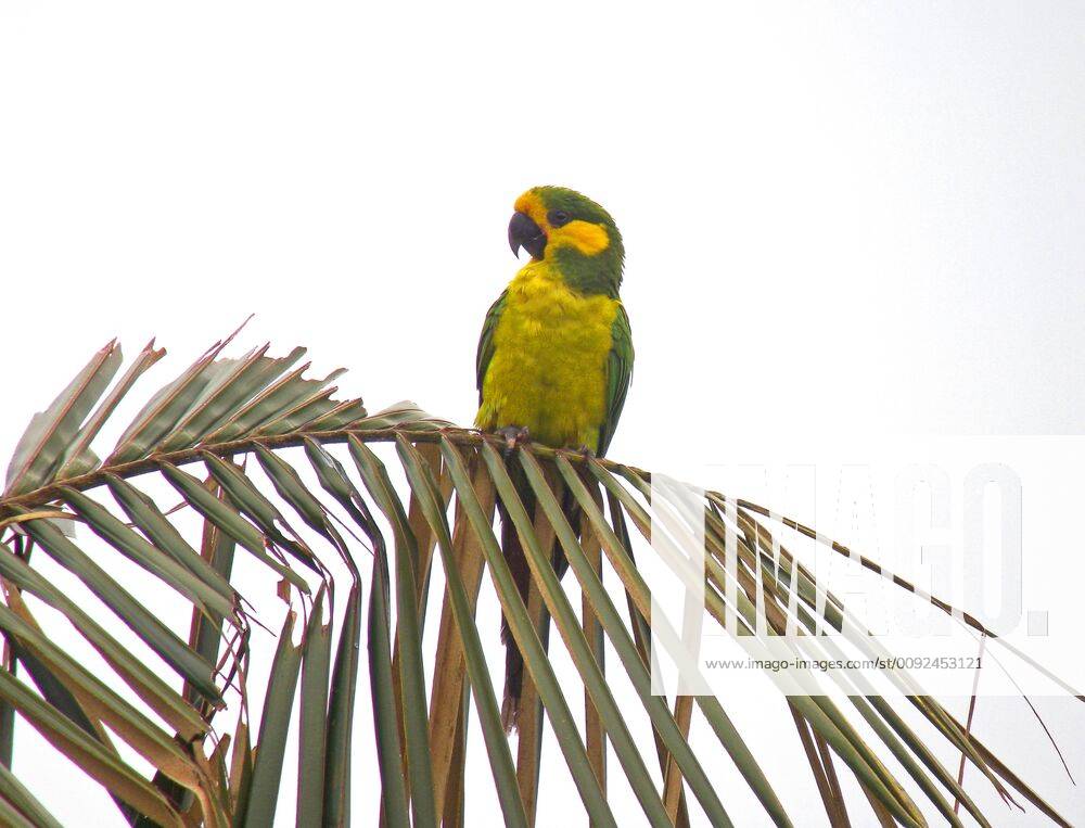 Gelbohrsittich, Gelbohr-Sittich (Ognorhynchus icterotis), bedrohte Art aus den kolumbianischen Anden, Kolumbien yellow-eared conure (Ognorhynchus icterotis), an endangered species of the Colombian Andes., Colombia BLWS539357