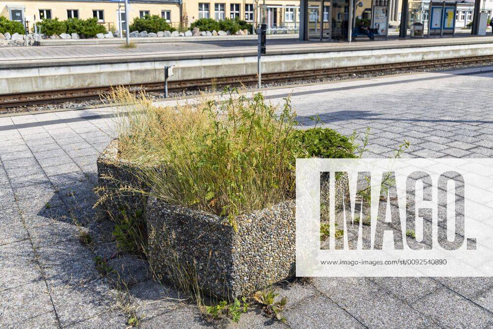 DEU, Deutschland, Baden-Württemberg, Tuttlingen, 19.07.2019: Tristesse am Bahnhof Tuttlingen. Auf dem Bahnsteig ein Blumenkübel aus Waschbeton mit verdörrten Blumen.