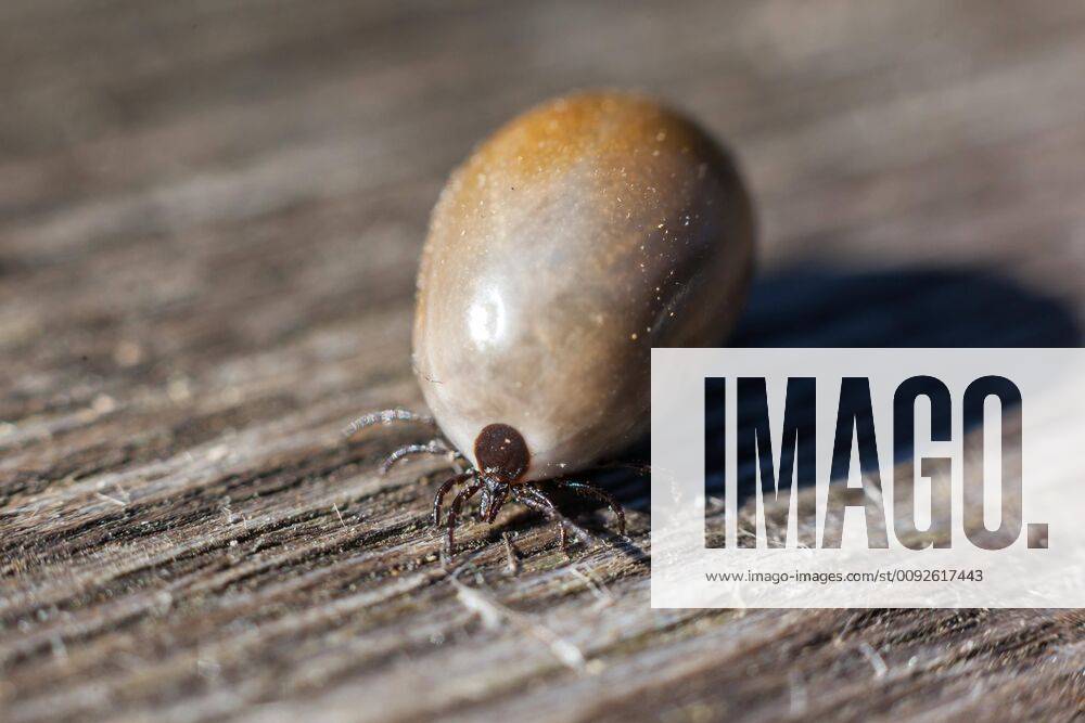 Tick