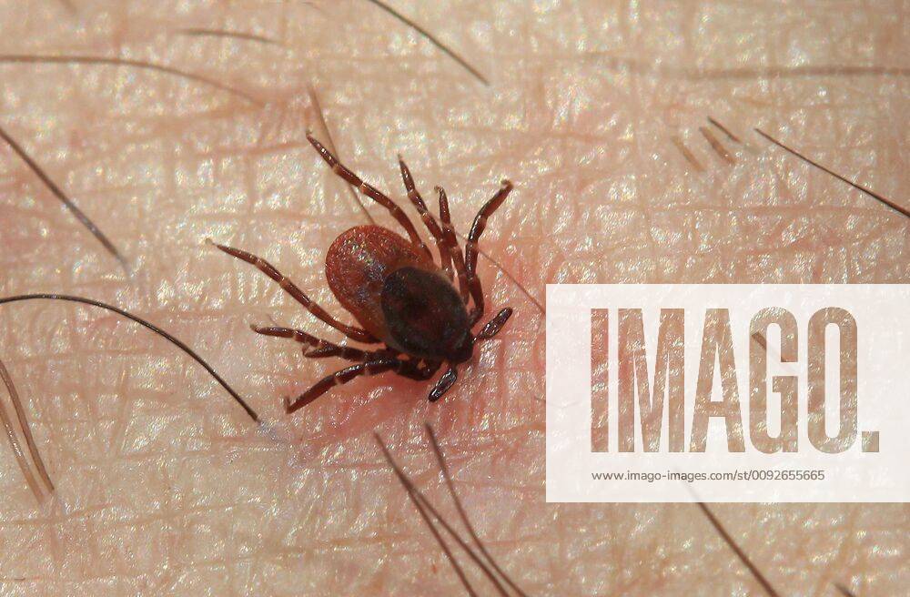Tick,common wood bock,ixodes ricinus,adult,castor bean tick