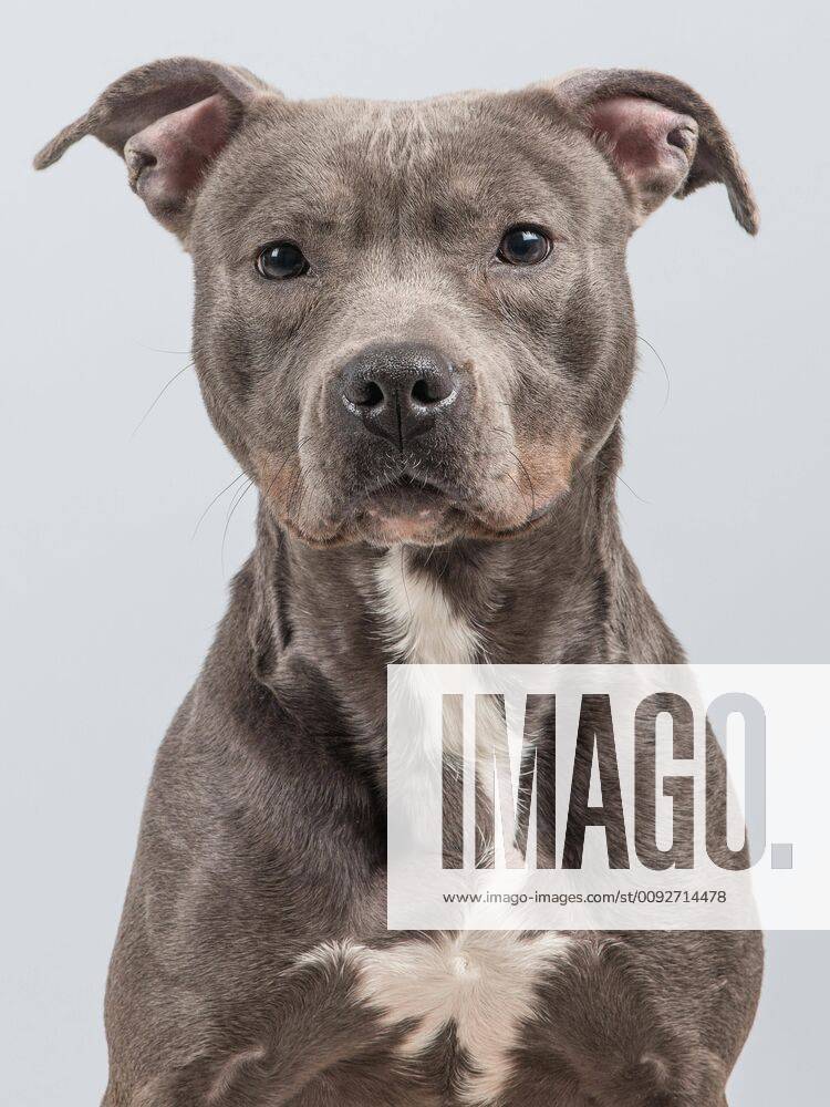 Portrait of a grey pitbull terrier at a grey background