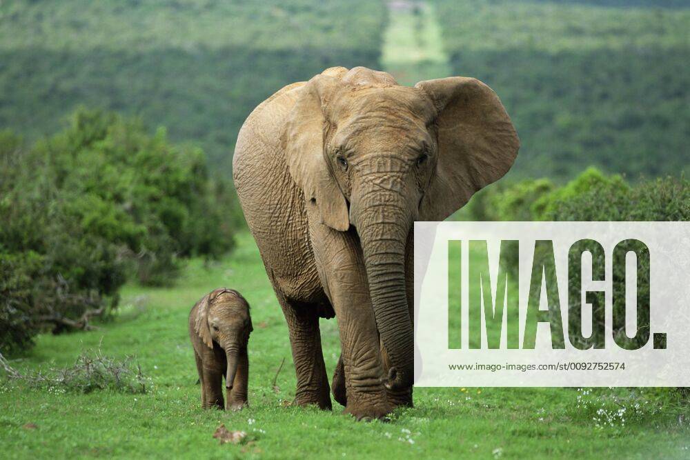 Mother and calf, African elephant (Loxodonta africana), Addo National Park, South Africa, Africa