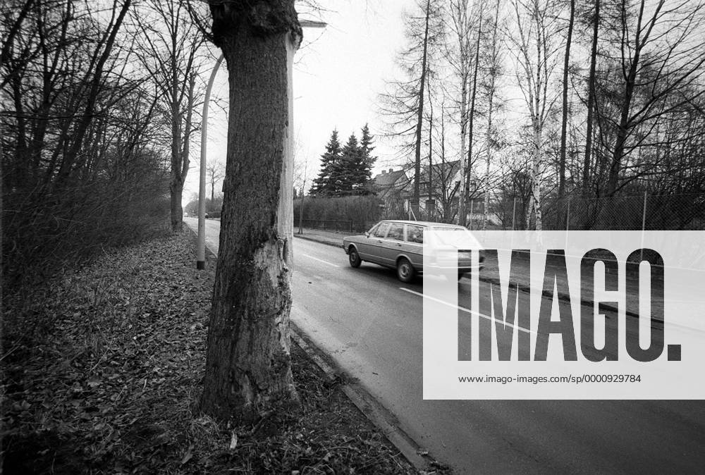 Unglücksbaum in einer Straße in Braunschweig-Querum, an dem Lutz Eigendorf (Braunschweig) tödlich verunglückte Fußball 1. BL Herren Saison 1982 1983, Eintracht Braunschweig Einzelbild Unfalltod, verunglückt Braunschweig