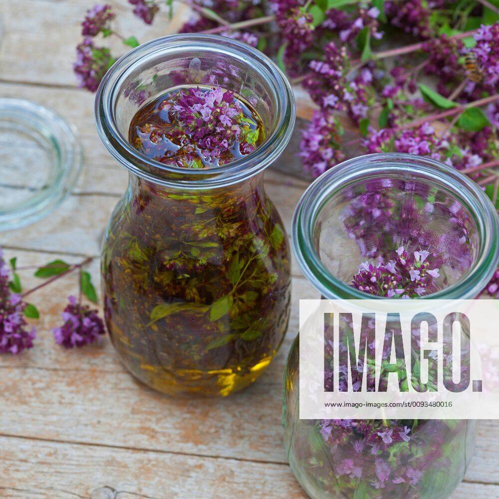 Gemeiner Dost, Scharfer Oreganum, Wilder Majoran, Oregano, Echter Dost, Wilder Dost (Origanum vulgare), selbstgemachtes Oregano-Oel, Oregano mit Olivenoel angesetzt, Deutschland wild origanum, wild marjoram (Origanum vulgare), selfmade origanum oil, Germany BLWS545401