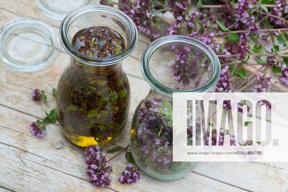 Gemeiner Dost, Scharfer Oreganum, Wilder Majoran, Oregano, Echter Dost, Wilder Dost (Origanum vulgare), selbstgemachtes Oregano-Oel, Oregano mit Olivenoel angesetzt, Deutschland wild origanum, wild marjoram (Origanum vulgare), selfmade origanum oil, Germany BLWS545400