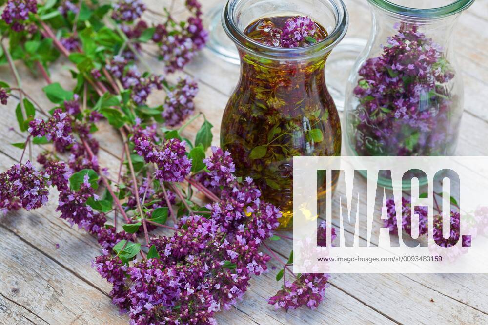 Gemeiner Dost, Scharfer Oreganum, Wilder Majoran, Oregano, Echter Dost, Wilder Dost (Origanum vulgare), selbstgemachtes Oregano-Oel, Oregano mit Olivenoel angesetzt, Deutschland wild origanum, wild marjoram (Origanum vulgare), selfmade origanum oil, Germany BLWS545402