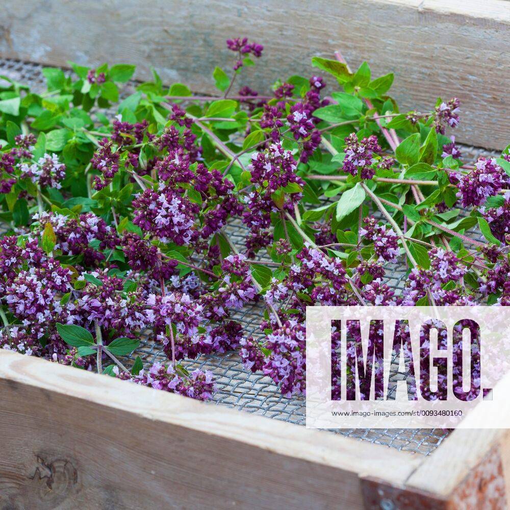 Gemeiner Dost, Scharfer Oreganum, Wilder Majoran, Oregano, Echter Dost, Wilder Dost (Origanum vulgare), gesammelter Oregano wird getrocknet, Deutschland wild origanum, wild marjoram (Origanum vulgare), collected origanum ist dreid, Germany BLWS545404
