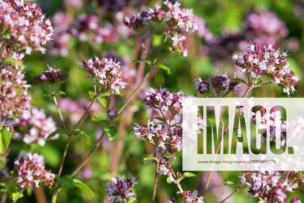 Gemeiner Dost, Scharfer Oreganum, Wilder Majoran, Oregano, Echter Dost, Wilder Dost (Origanum vulgare), bluehend, Deutschland wild origanum, wild marjoram (Origanum vulgare), blooming, Germany BLWS545447
