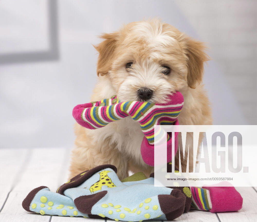Dog Bichon Havanese 8 week old puppy
