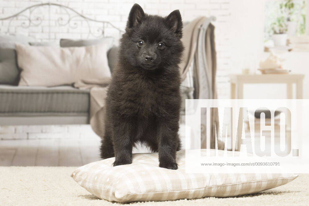 Black Schipperke puppy indoors.