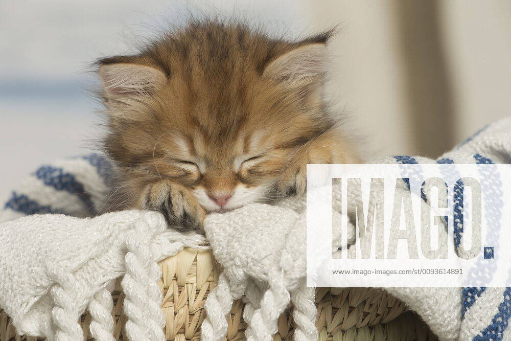 Siberian kittens sleeping