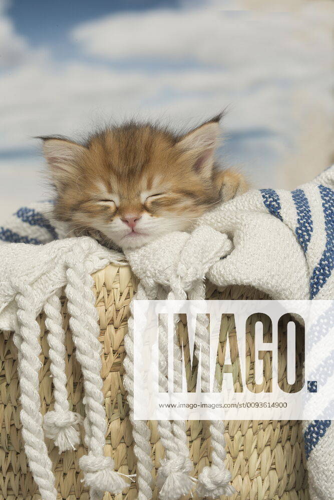 Siberian kittens sleeping