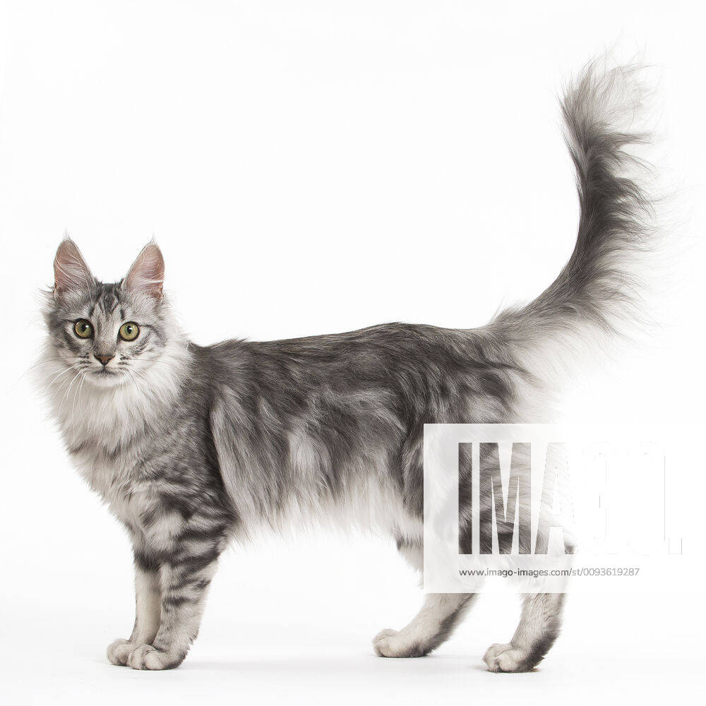 Turkish Angora Kitten in the studio