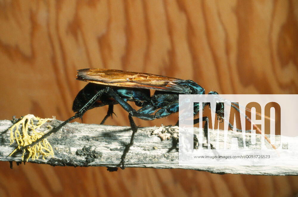 Tarantula Hawk Wasp (Hemipepsis sp.). fam: Pompildae.