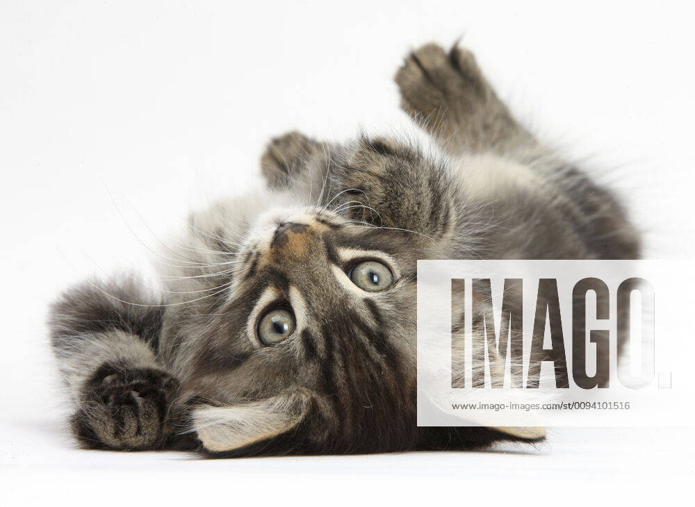 Tabby kitten, Squidge, 10 weeks, playfully rolling on his back. 1525765 MarkxTaylor