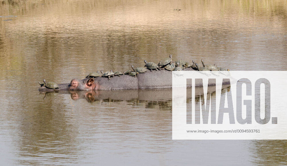EXCLUSIVE; POND TAXI; KRUGER NATIONAL PARK; SOUTH AFRICA