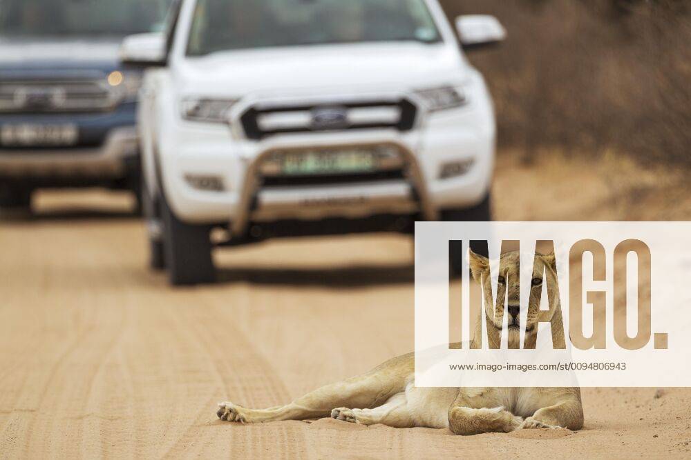 Löwin (Panthera leo), Weibchen ruht auf Straße, dahinter Geländewagen mit Touristen auf einer Safari, Kalahari-Wüste, Kgalagadi Transfrontier Park, Südafrika
