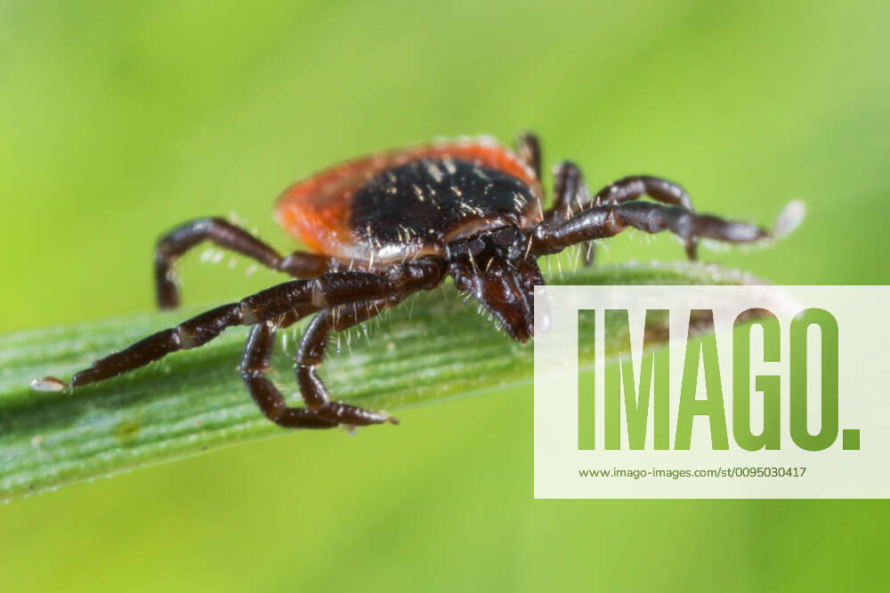 Zecke, Gemeiner Holzbock (Ixodes ricinus), lauert an der Spitze eines Grashalmes, Deutschland, Bayern, Niederbayern European castor bean tick, European sheep tick (Ixodes ricinus), lurking at the top of a blade of grass, Germany, Bavaria, Niederbayern, Lower Bavaria BLWS552055