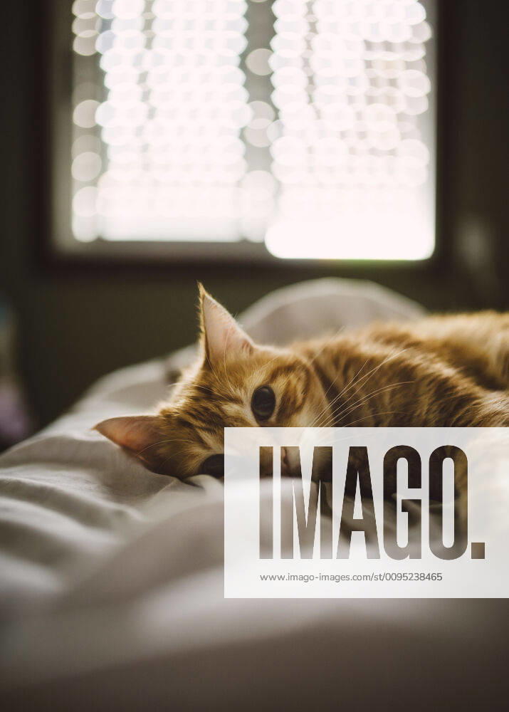 Portrait of cute ginger cat lying on bed at home RAEF02304