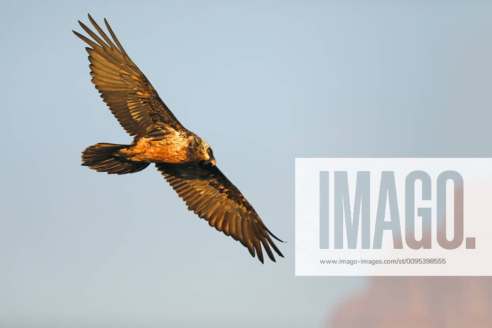 Bartgeier, Bart-Geier, Laemmergeier, Laemmer-Geier (Gypaetus barbatus), im Flug, Suedafrika, Giants Castle Game Reserve Lammergeier, Bearded Vulture (Gypaetus barbatus), in flight, South Africa, Giants Castle Game Reserve BLWS553746