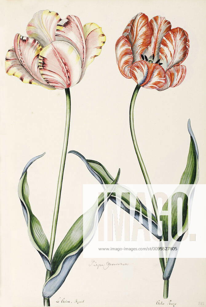 BOTANIQUE XVIIIeme s. Tulipes. Planche Botanique tiree de l ouvrage d Andreas Friedrich HAPPE (1733-1802) Conspectus praecipuarum plantarum , edition originale de 1790-94 (18e, 18eme, XVIIIe s.) Credit : Collection privee, MIGNY KHARBINE TAPABOR.