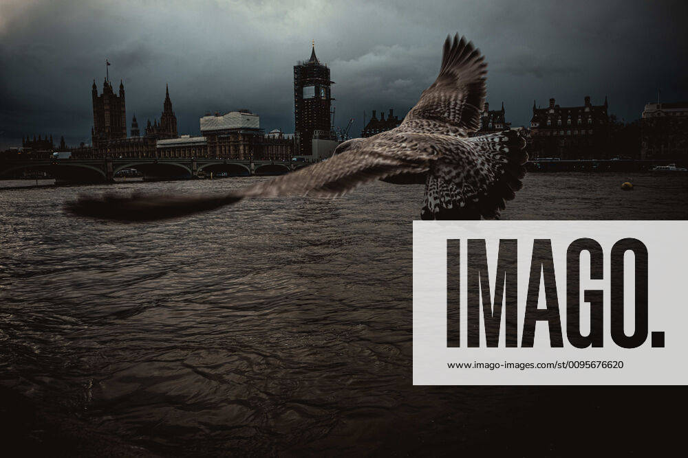 Bilder des Jahres 2019, News 12 Dezember December 11, 2019, London, United Kingdom: A seagull flies in front of Big Ben and the Houses of Parliament on the eve of Britain s third general elections since 2015, trying to put an end on disagreements over the country s departure from the EU. London United Kingdom - ZUMAo105 20191211_zap_o105_057