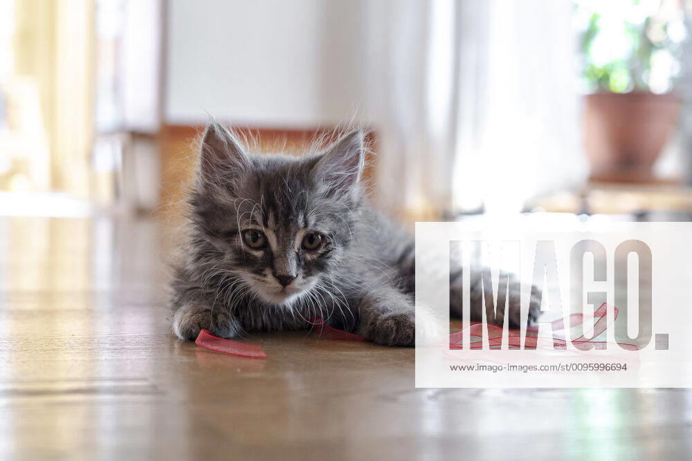 Portrait of cute fluffy kitten playing with ribbon on floor property released SARF04406