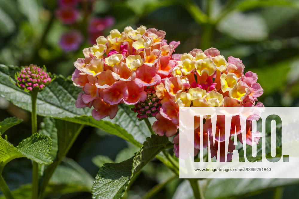 Wandelröschen (Lantana camara) McPRMU
