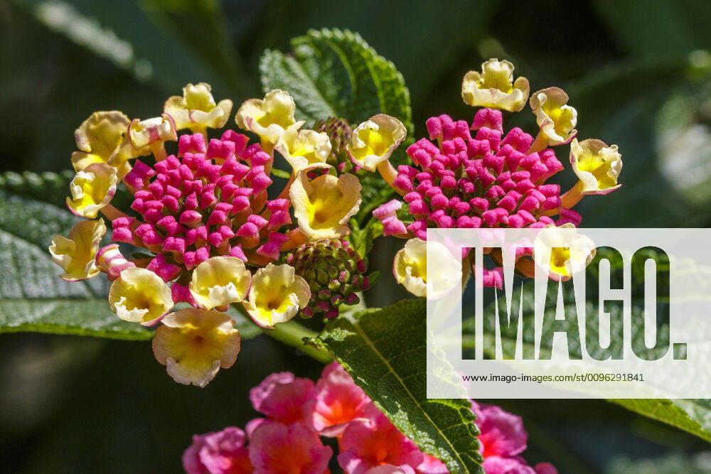 Wandelröschen (Lantana camara) McPRMU