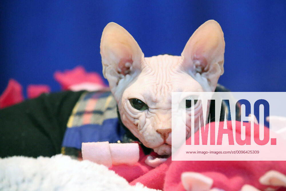 Bilder des Jahres 2020, Entertainment 01 Januar Entertainment Themen der Woche KW04 January 25, 2020, New York, New York, USA: AKC Meet the Breeds 2020,.The Javits Center, NYC.January 25, 2020.Photos by , Photos Inc. New York USA - ZUMAms4_ 20200125_zaf_ms4_011