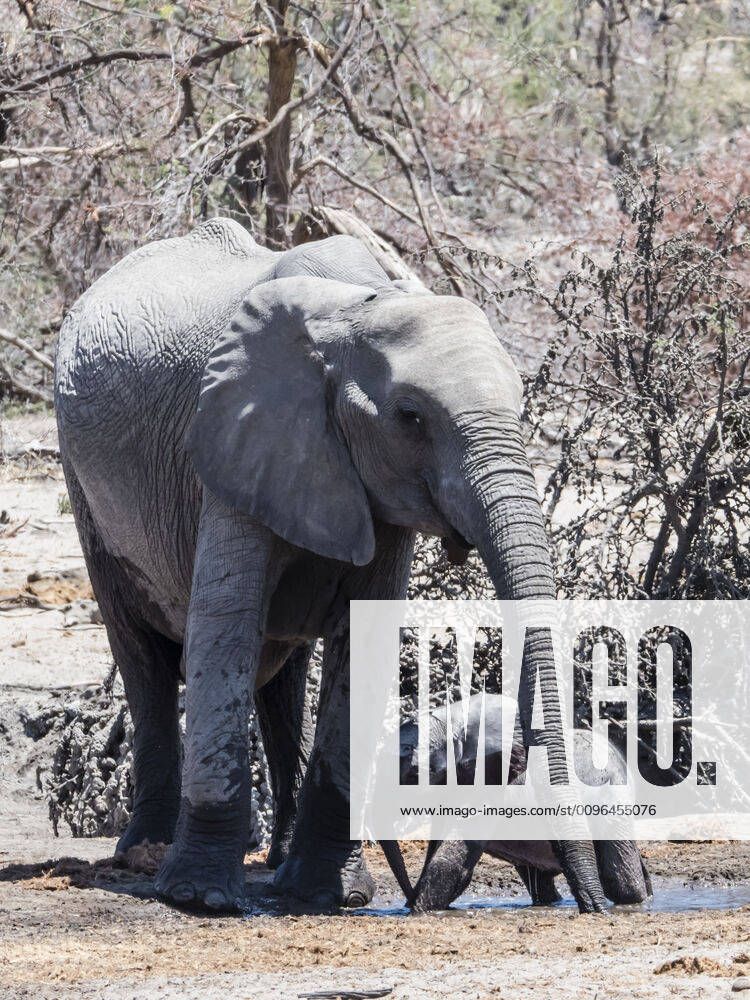 Mother and calf African elephant (Loxodonta africana), at a watering hole in the Okavango Delta, Botswana, Africa