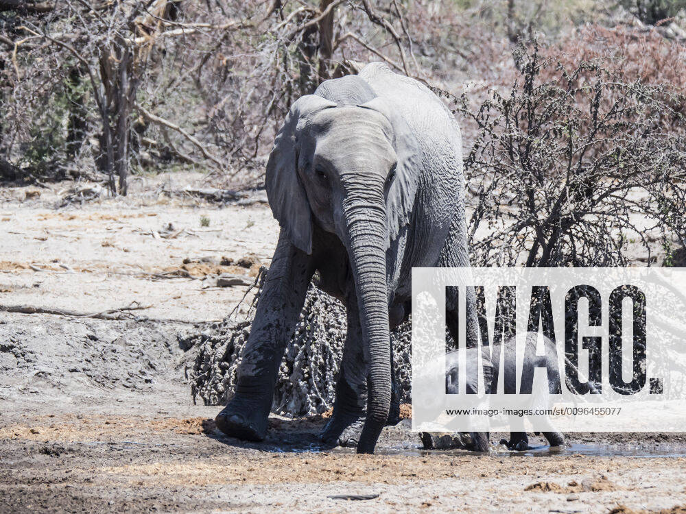 Mother and calf African elephant (Loxodonta africana), at a watering hole in the Okavango Delta, Botswana, Africa
