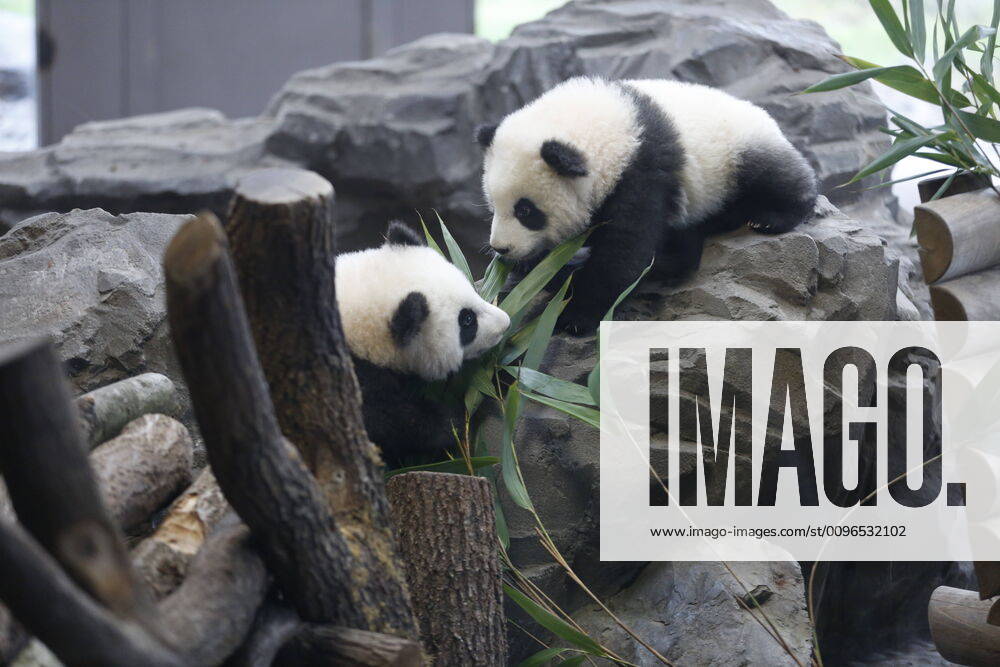 Bilder des Jahres 2020, Entertainment 01 Januar Entertainment Themen der Woche KW05 Germany: Panda twins go on their first outing Berlin: The photo shows the panda twins behind a glass pane on their first outing in the outdoor area in the panda garden in the zoological garden in Berlin. Berlin Berlin-Tiergarten Germany