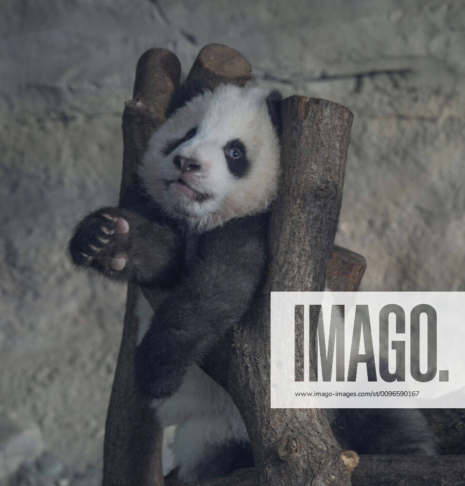 Berlin, 31.01.2020: Der zweite Tag an dem die Panda-Zwillinge Meng Xiang und Meng Yuan alias Pit und Paule mit ihrer Mutter Meng Meng für Besucher zu sehen sind. Hier: Ein Jungtier übt sich im Klettern.